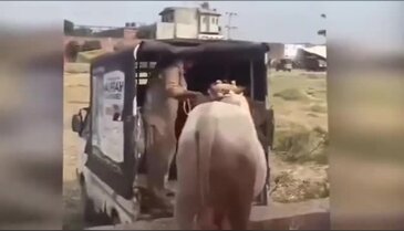 Hindistan'da kutsal sığır, adam öldürdü!