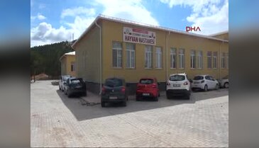 Kanadı kırık puhu kuşuna 'hassas' operasyon