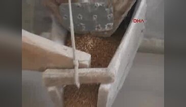 Buğdaylarını kendi değirmenlerinde öğütüyorlar