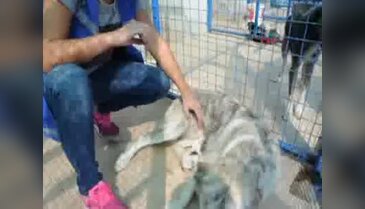 Barınaktaki köpek yavru kediye anne oldu