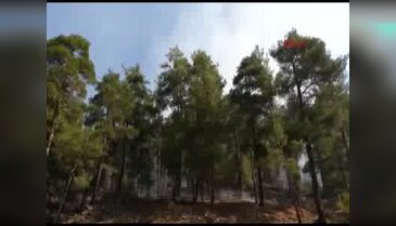 Adana'daki karaçam ormanında yangın çıktı