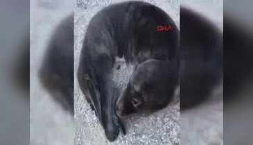 Gazipaşa'da sahilde bulunan yavru Akdeniz foku korumaya alındı