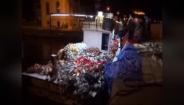 Tek seferde 1500 palamut yakalandı