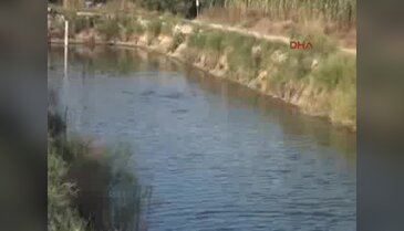 Toprak havuzda panga balığı üretimine başladılar