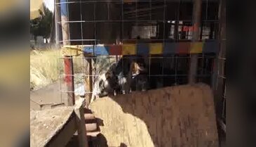 Kısırlaştırmak için veterinere götürdüğü sokak köpeği kayıp