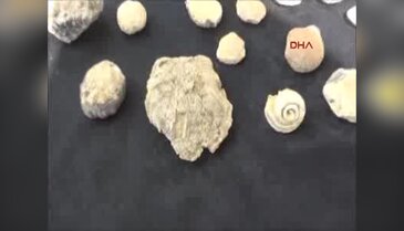 Yaylada 15 milyon yıllık deniz canlısı fosilleri bulundu