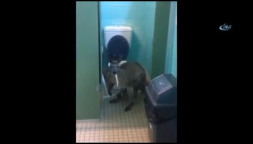 Evde tuvalet kağıdı yiyen bir kanguruyla karşılaştılar