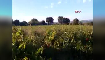 Yılan görünce konuşma yetisini yitirdi