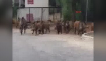 Aç kalan domuzlar şehre indi