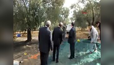 Burhaniye'de zeytin hasadına başlandı