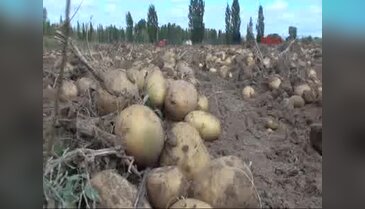 Patates hasadında 'kalp' sürprizi