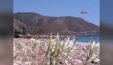 Bu yıl da kum zambakları yine yüz güldürdü