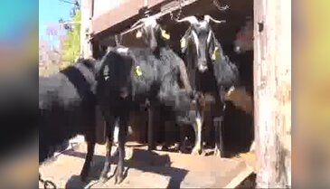 Siverekli çiftçi hayvanlarını teslim aldı