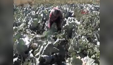 Muş'ta lahana hasatı