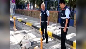 Zabıta ekiplerinin çabası zehirlenen köpeği kurtarmaya yetmedi