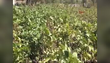 Tescilli beyaz patatesin hasadına başlandı