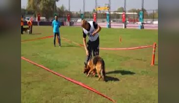 Bursa'da Alman çoban köpekleri, sokak hayvanları için yarıştırıldı