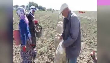 Sandıklı'da patates üreticisi umduğunu bulamadı