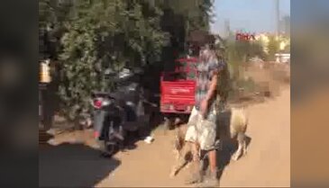 Sokakta yaşayan yüzlerce hayvanı sahiplendi