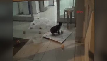 Bank Asya'da kedi yakalama operasyonu