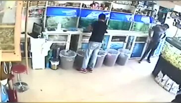 Petshoptan hırsızlık güvenlik kamerasında