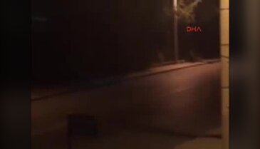 Denizli'de yaban domuzları şehre indi