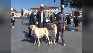 Sivas'ta hayvanları koruma günü etkinliği