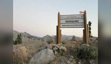 Köpekler dağa terk edildi