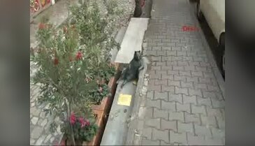 Ziverbey'in ünlü kedisi Tombili'nin heykeli dikildi