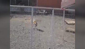 Çankırı'da sokak hayvanlarına özel proje