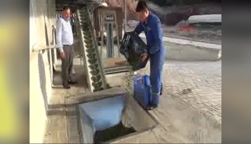 Kumluca'da sezonun ilk zeytinleri yağa dönüştü
