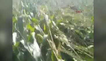 Tire'de 9 kilo 600 gram esrar ele geçirildi
