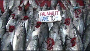 Palamutta tehlike çanları çalıyor