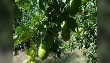 Nar üzdü, limon güldürdü