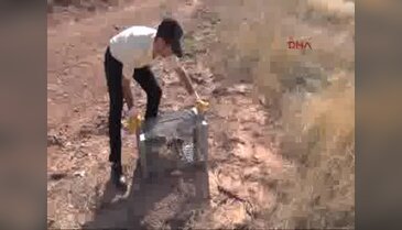 Tedavi edilen tilki doğaya bırakıldı