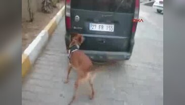 Şanlıurfa'da eskortlu uyuşturucu satıcıları yakalandı