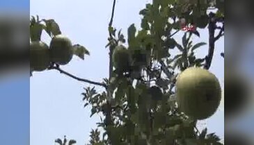 Rusya'nın yaş meyve ve sebze ambargosunu kaldırması Bursa'lı üreticinin yüzünü güldürdü