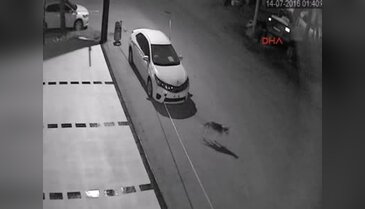 Sokak köpekleri otomobili parçaladı