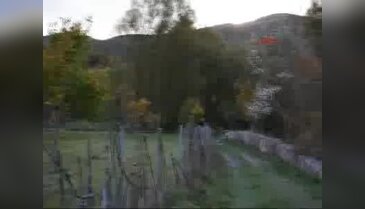 Posof'ta elma ağacı çiçek açtı