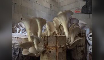 Yılda 4 ton kayın mantarı üretiyor
