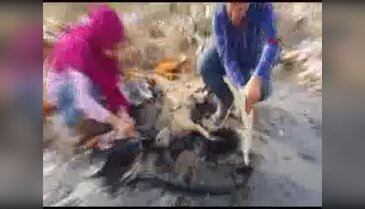Zifte gömülen yavru köpeğe yardım eli