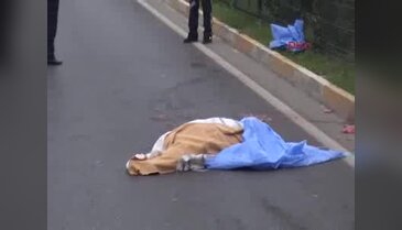 Yolun karşına geçmeye çalışırken can verdi