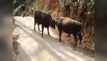 Kapıştığı boğayı yoldan aşağı attı