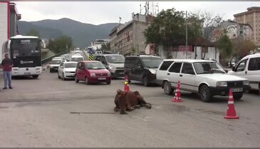Bursa'da açlıktan yere yığılan ata operasyon