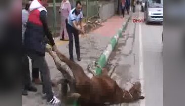 Bursa'da sahipsiz atı kurtarma operasyonu