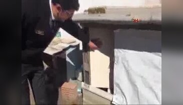 Gümrükten ihale ile kedi satışı