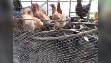Muz üretiminde tavuk ve hindi ile zararlı mücadelesi