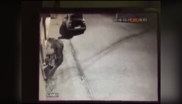 Aydın'da tartışılacak olay... Köpek tasması taktı