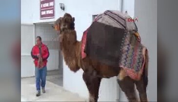 Şampiyon develere AKÜ'de check-up