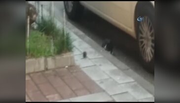 Bursa'da Tom ve Jerry'i aratmayan görüntü